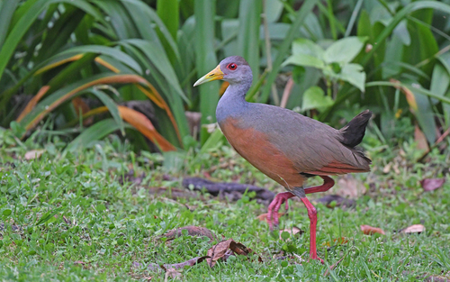 Grey-cowled Wood Rail (Aramides cajaneus), photo 8