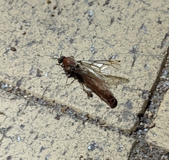 Dorylus helvolus
