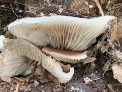 Crepidotus