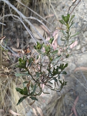Baccharis linearifolia
