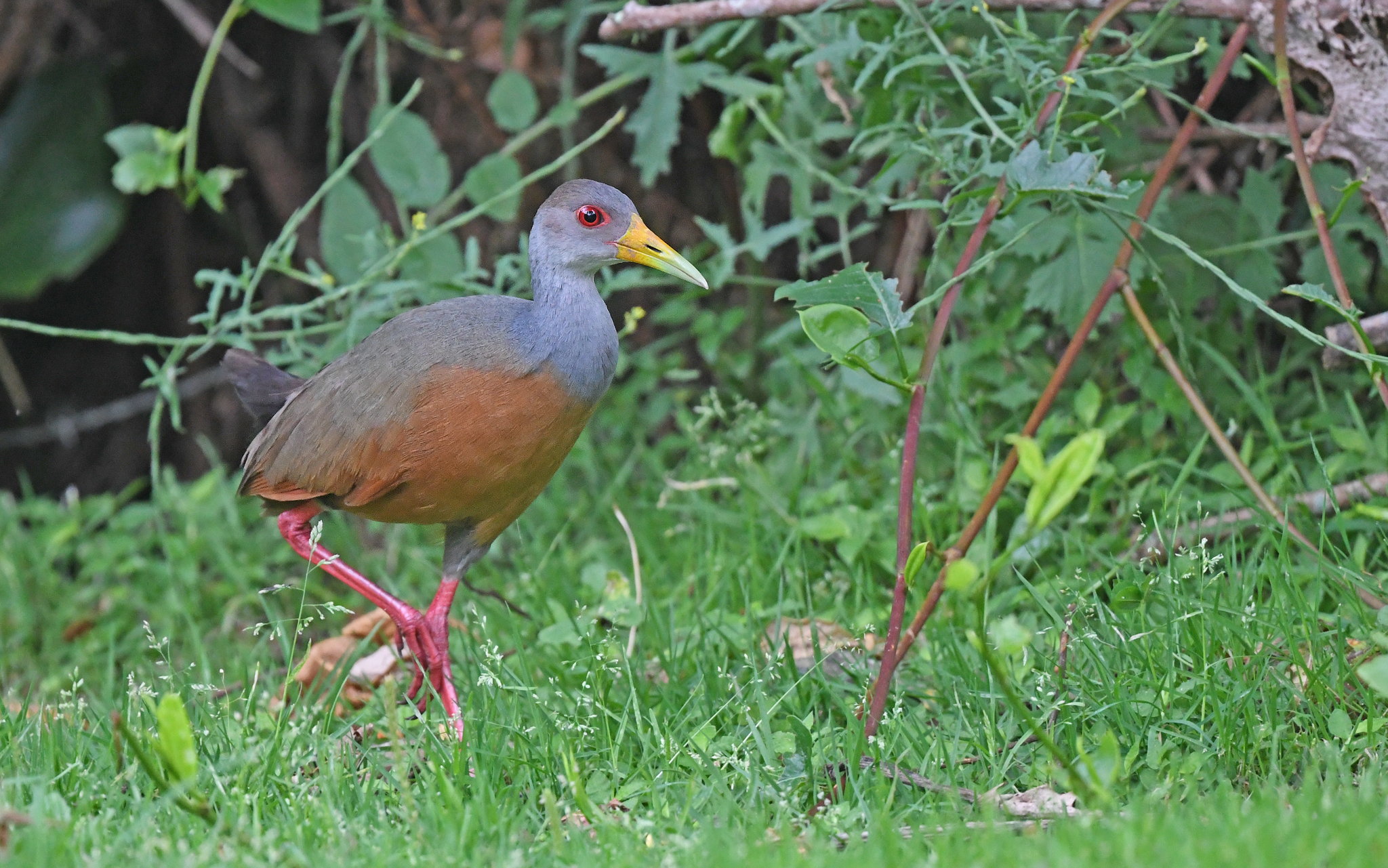 Grey-cowled Wood-Rail illustration