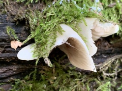 Crepidotus