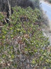 Baccharis linearifolia