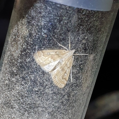 Parapoynx stratiotata