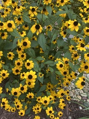 Rudbeckia triloba