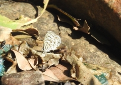 Leptotes plinius
