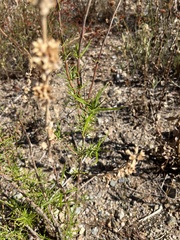 Trichostema lanatum
