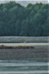 Mycteria ibis