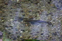 Salmo trutta fario