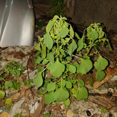 Acalypha indica