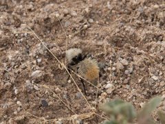 Dasymutilla magna