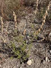 Trichostema lanatum