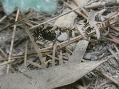 Spondylis buprestoides