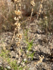 Trichostema lanatum