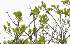 Brotogeris jugularis