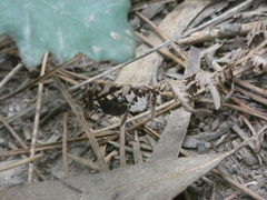 Spondylis buprestoides