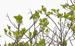 Brotogeris jugularis