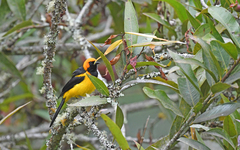 Icterus auricapillus