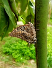 Charaxes solon
