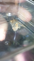 Notodonta dromedarius