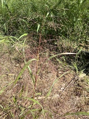 Eragrostis spectabilis