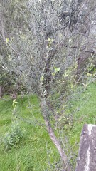 Olea europaea