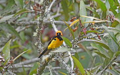 Icterus auricapillus
