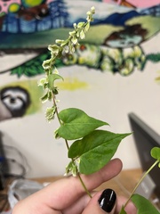 Fallopia scandens