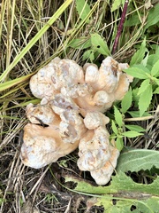 Laetiporus cincinnatus
