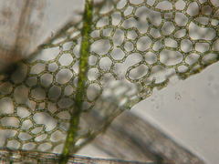 Hydrodictyon reticulatum