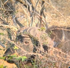 Syncerus caffer caffer