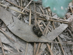 Spondylis buprestoides