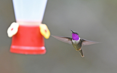 Philodice mitchellii