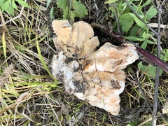 Laetiporus cincinnatus