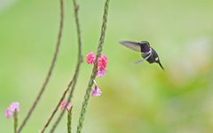 Philodice mitchellii