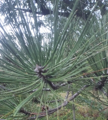Pinus thunbergii