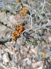 Polycauliona candelaria