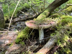 Russula fragilis