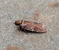 Agonopterix lythrella