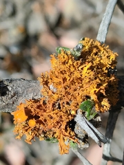 Polycauliona candelaria