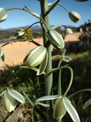 Albuca canadensis