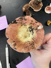 Russula fragilis