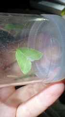 Bena bicolorana