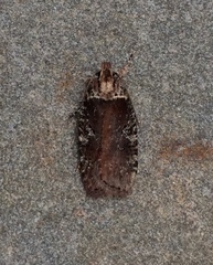 Agonopterix lythrella