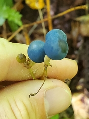 Caulophyllum thalictroides