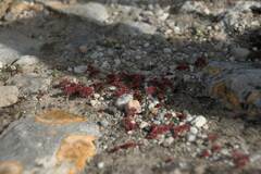 Crassula
