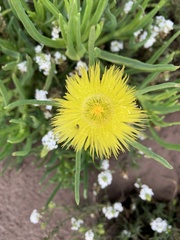 Conicosia pugioniformis