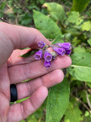 Symphytum officinale
