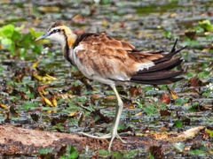 Hydrophasianus chirurgus