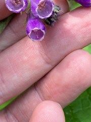 Symphytum officinale